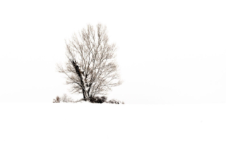 Eiennoki_Arbres_ Eiennoki 2_ Stenpicture.com_TA_1