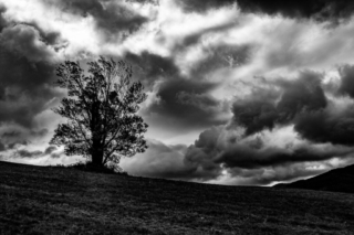 Eiennoki_Arbres_ Eiennoki 8_Stenpicture.com_TA_2