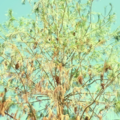 4-série--dans-la-vapeur-blanche-du-soleil