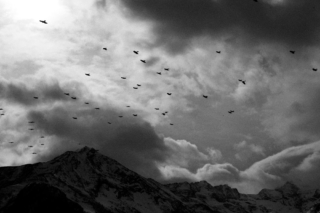 8-série-mémoire-d'un-chien